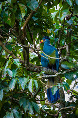 Fototapeta premium Blue Turaco