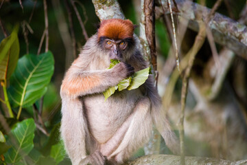 Red Colobus Monkey