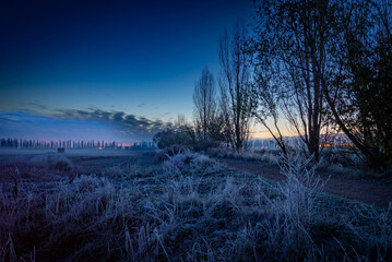 hojas en otño caidas en el suelo con colores terrosos	