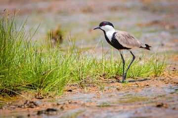 Spurwinged Lapwing