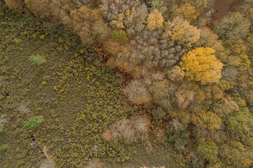 aerial view of native forest of Galicia, Spain.