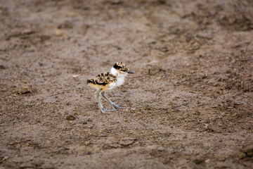 spurwinged lapwing hatchling