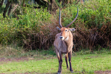 Waterbuck