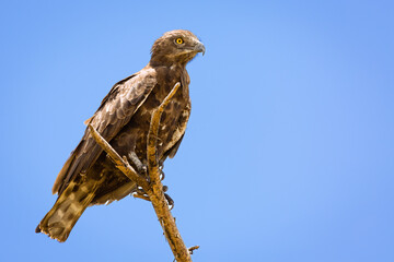 Brown Snake Eagle