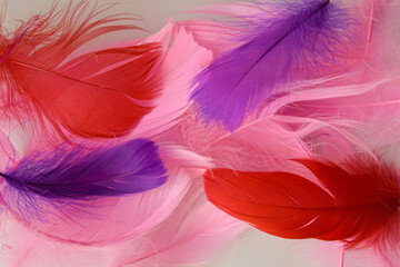 colored bird feathers in different combinations, boa - female accessory 