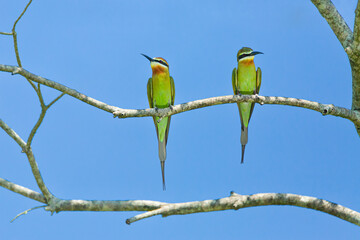 Olive Bee Eater