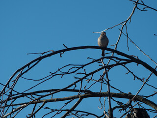 a sparrow on a branch against a blue sky. a bird in the winter forest.