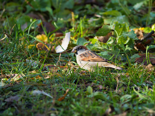 sparrow sits on green grass. sparrow close-up on the meadow.