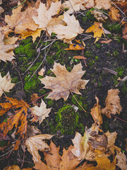 autumn leaves background