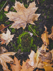 autumn leaves on the ground