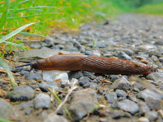 The slug hurries off the path into the grass