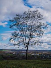 Obraz premium tree on the hill