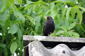 A portrait of a male Eurasian blackbird standing on one leg on a roof made of asbestos-cement sheets, green walnut tree leaves in the background