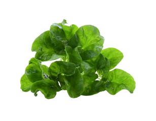 Fresh watercress isolated transparent png