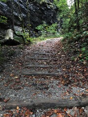 Weg durch den Wald im Herbst mit welken Blättern auf dem Boden