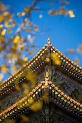 Fototapeta premium the palace museum in autumn 