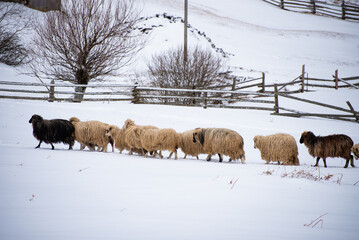 Naklejka premium flock of sheep in the snow on a farm