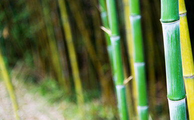 Fototapeta premium Green bamboo forest for background