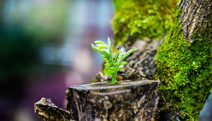 Young plant growing on dead stump
