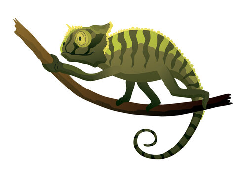 recommend clip art: Chameleon lizard. Reptile with curved tail and camouflage skin, tropical wildlife. Exotic animal closeup
