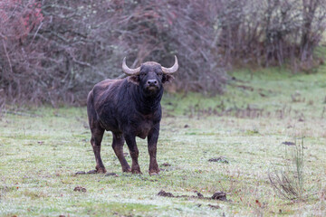 Water buffalo head on in the prairie. Bubalus bubalis.