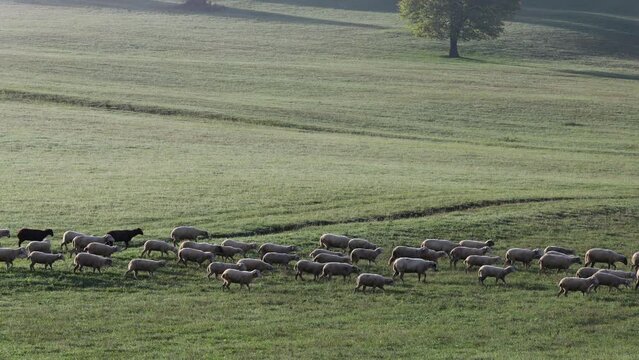 A flock of sheep crossing a meadow.