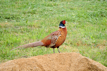 The wild ring-necked pheasant standing on a heap of sand in the middle of the meadow
