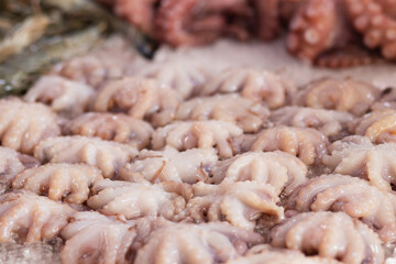 raw small octopuses on ice at the fish market