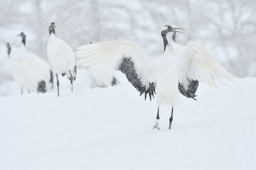 Fototapeta na wymiar Bird watching, red-crowned crane, in winter