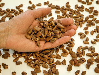 Pine nuts in shells in a male hand on a surface sprinkled nuts. Selective focus. Closeup.