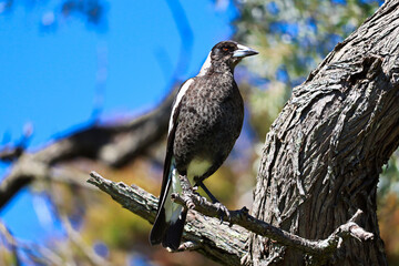 The Australian magpie (Gymnorhina tibicen) at Barry Park lookout, Fingal Bay