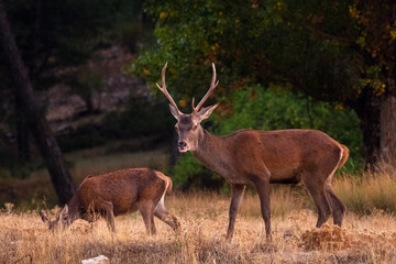 Obraz premium Berrea del ciervo en el Parque Natural de Cazorla, Segura y Las Villas - Jaén, España