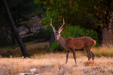 Berrea del ciervo en el Parque Natural de Cazorla, Segura y Las Villas - Jaén, España