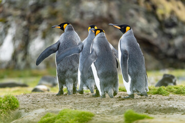 Gruppe von Königspinguinen (APTENODYTES PATAGONICUS) auf Süd Georgien in Ihrer natürlichen Umgebung © stylefoto24
