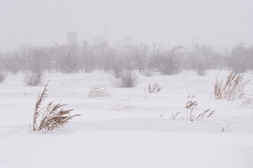 Blizzard in the winter field. A snowstorm.Winter background - 552772558