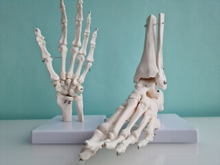 Skeletal anatomy of human bones on hand and foot