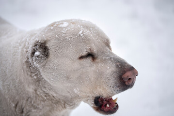 The head of a large white dog in close-up. Snow on the dog. - 552772757
