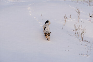 A spotted dog runs through the snow. Pets on a walk.Top view - 552772798