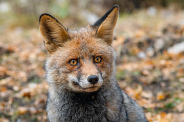 Zorro común (Vulpes vulpes) // fox