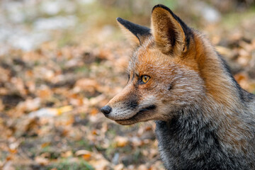 Zorro común (Vulpes vulpes) // fox