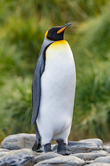 einzelner K&ouml;nigspinguin K&ouml;nigspinguin (APTENODYTES PATAGONICUS) in S&uuml;dgeorgien bei Grytviken