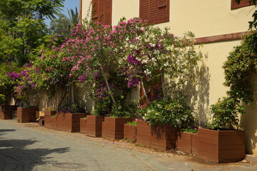 Blooming plants on a street in Antalya,Turkey

