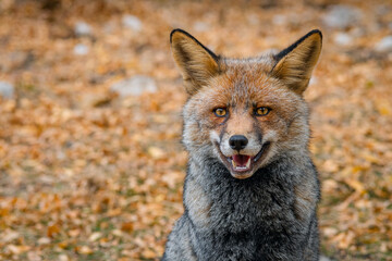Zorro común (Vulpes vulpes) // fox