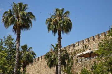 Palm trees at the harbour in Antalya,Turkey
