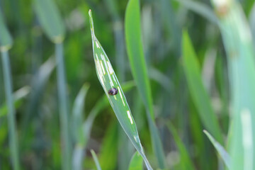 Larva of the cereal leaf beetle (Oulema melanopus) and damaged the cereal leaf. It is a important...