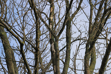 Fototapeta premium Branches in the crown of an ash tree killed by Agrilus planipennis.