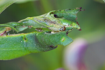 Tortricidae caterpillar in rolled up and bitten faba bean plant.