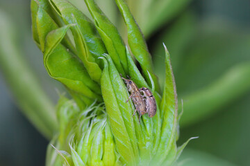 A pea leaf weevil (Sitona lineatus). male and female during a meeting. It is a pest of broad beans, field beans and other legumes.