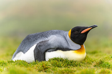 einzelner Königspinguin (APTENODYTES PATAGONICUS) liegt in grünen Gras von Süd Georgien...