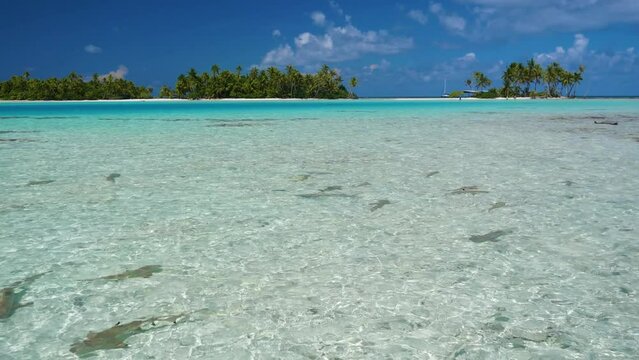 Le lagon Bleu iconique de la Polyn&eacute;sie Fran&ccedil;aise, un paradis sur terre tr&egrave;s riche en faune locale notamment une nurserie &agrave; requins de toutes esp&eacute;ces.